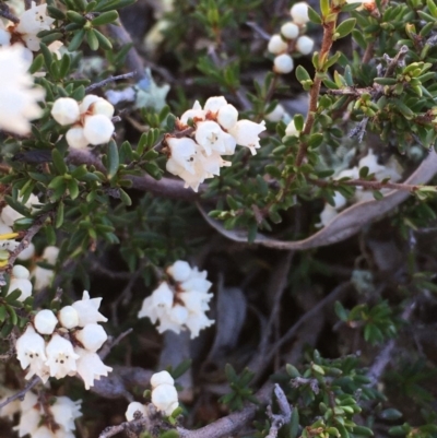 Cryptandra amara (Bitter Cryptandra) at Hackett, ACT - 24 Jun 2020 by JaneR