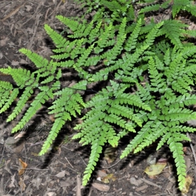 Adiantum formosum (Black Stem, Black-stem Maidenhair) at Tapitallee, NSW - 24 Jun 2020 by plants