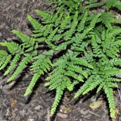 Adiantum formosum (Black Stem, Black-stem Maidenhair) at Tapitallee, NSW - 23 Jun 2020 by plants