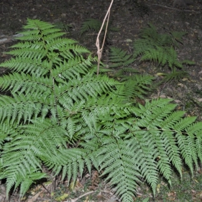 Calochlaena dubia (Rainbow Fern) at Tapitallee, NSW - 24 Jun 2020 by plants