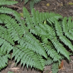 Dennstaedtia davallioides (Lacy Ground Fern) at Tapitallee, NSW - 23 Jun 2020 by plants