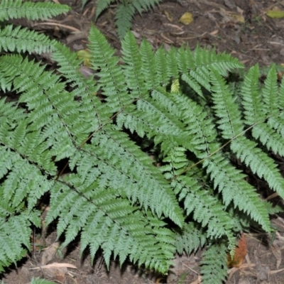 Dennstaedtia davallioides (Lacy Ground Fern) at Tapitallee, NSW - 24 Jun 2020 by plants