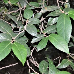 Ficus coronata at Tapitallee, NSW - 24 Jun 2020 01:54 AM