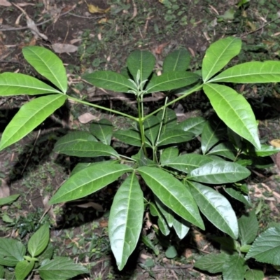 Melicope micrococca (Hairy-leaved Doughwood, White Euodia) at Tapitallee, NSW - 24 Jun 2020 by plants