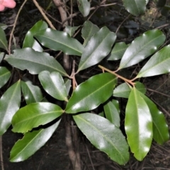 Myrsine howittiana (Brush Muttonwood) at Tapitallee, NSW - 24 Jun 2020 by plants