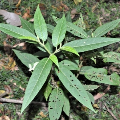 Solanum stelligerum (Devil's Needles) at Tapitallee, NSW - 23 Jun 2020 by plants