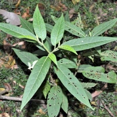Solanum stelligerum (Devil's Needles) at Tapitallee, NSW - 24 Jun 2020 by plants