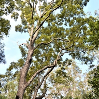 Toona ciliata (Red Cedar) at Tapitallee, NSW - 23 Jun 2020 by plants