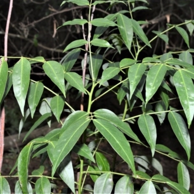 Senna septemtrionalis (Winter Senna, Arsenuc Bush) at Tapitallee, NSW - 24 Jun 2020 by plants