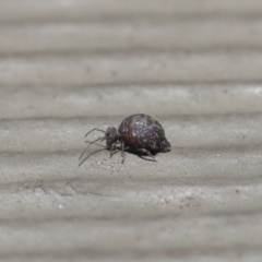 Symphypleona sp. (order) (Globular springtail) at ANBG - 24 Jun 2020 by TimL