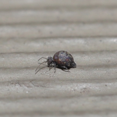 Symphypleona sp. (order) (Globular springtail) at ANBG - 24 Jun 2020 by TimL