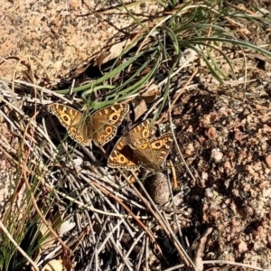 Junonia villida at Booth, ACT - 24 Jun 2020