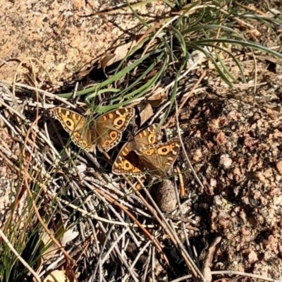 Junonia villida (Meadow Argus) at Namadgi National Park - 24 Jun 2020 by KMcCue