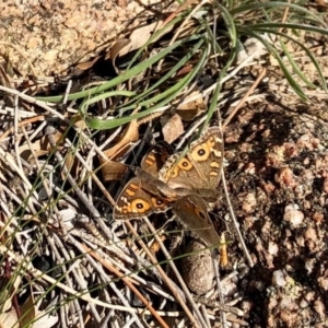 Junonia villida at Booth, ACT - 24 Jun 2020