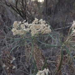 Cassinia longifolia (Shiny Cassinia, Cauliflower Bush) at Bullen Range - 20 Feb 2020 by michaelb