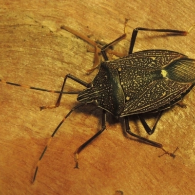 Poecilometis patruelis (Gum Tree Shield Bug) at Point Hut to Tharwa - 22 Feb 2020 by michaelb
