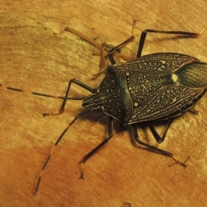 Poecilometis patruelis at Paddys River, ACT - 22 Feb 2020