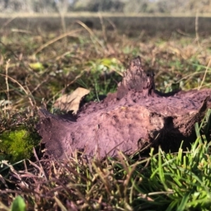 Calvatia cyathiformis at Amaroo, ACT - 22 Jun 2020