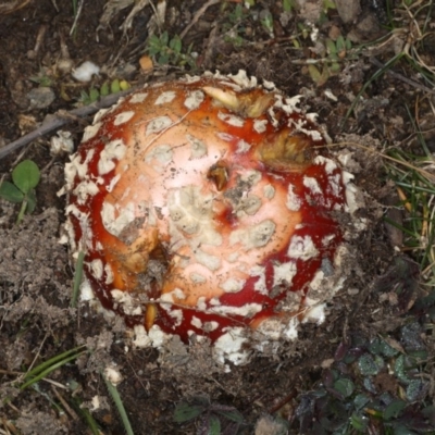 Amanita muscaria (Fly Agaric) at Ainslie, ACT - 24 Jun 2020 by jb2602