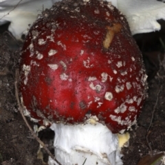 Amanita muscaria at Ainslie, ACT - 24 Jun 2020