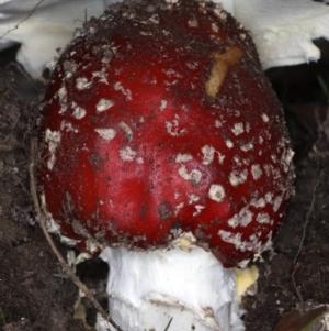 Amanita muscaria at Ainslie, ACT - 24 Jun 2020 02:13 PM