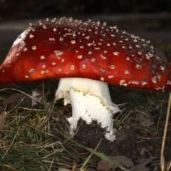 Amanita muscaria at Ainslie, ACT - 24 Jun 2020 02:13 PM