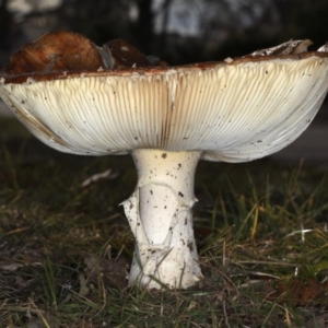 Amanita muscaria at Ainslie, ACT - 24 Jun 2020