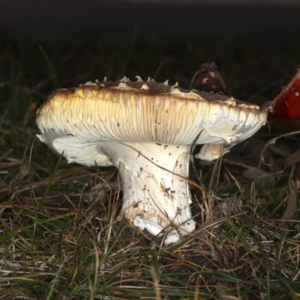 Amanita muscaria at Ainslie, ACT - 24 Jun 2020 02:13 PM