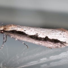 Leptocroca sanguinolenta at Ainslie, ACT - 24 Jun 2020 11:15 PM