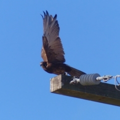 Falco berigora (Brown Falcon) at Bega, NSW - 25 Jun 2020 by MatthewHiggins