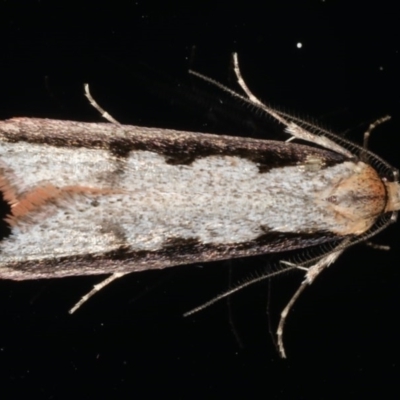 Leptocroca sanguinolenta (A Concealer moth) at Ainslie, ACT - 24 Jun 2020 by jb2602