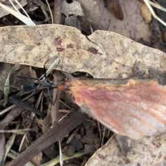 Leptomyrmex erythrocephalus at Black Range, NSW - 25 Jun 2020 12:30 PM