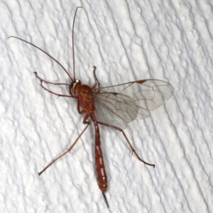 Netelia sp. (genus) at Ainslie, ACT - 24 Jun 2020