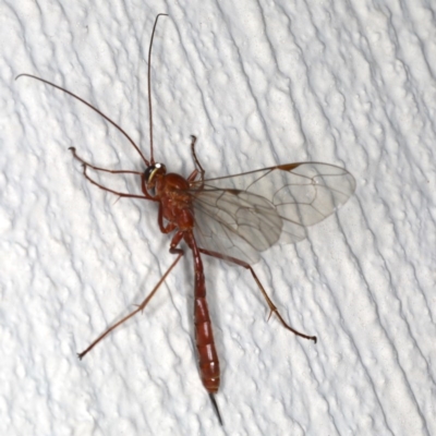 Netelia sp. (genus) (An Ichneumon wasp) at Ainslie, ACT - 24 Jun 2020 by jb2602