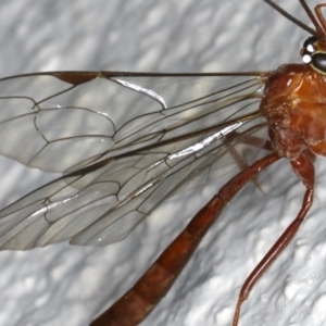 Netelia sp. (genus) at Ainslie, ACT - 24 Jun 2020