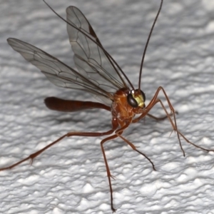 Netelia sp. (genus) at Ainslie, ACT - 24 Jun 2020