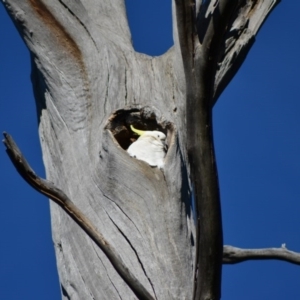 Cacatua galerita at Paddys River, ACT - 25 Jun 2020