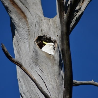 Cacatua galerita (Sulphur-crested Cockatoo) at Paddys River, ACT - 25 Jun 2020 by Bernadette