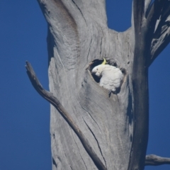 Cacatua galerita at Paddys River, ACT - 25 Jun 2020