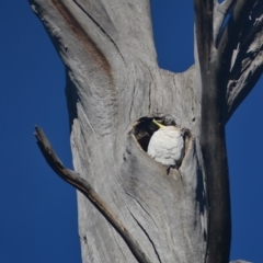 Cacatua galerita at Paddys River, ACT - 25 Jun 2020