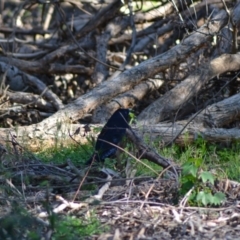 Ptilonorhynchus violaceus (Satin Bowerbird) at Acton, ACT - 25 Jun 2020 by Bernadette