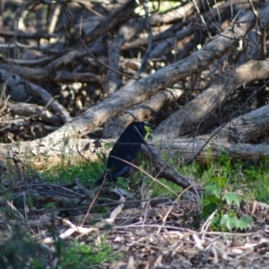 Ptilonorhynchus violaceus at Acton, ACT - 25 Jun 2020