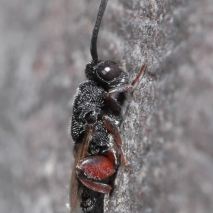 Chalcididae (family) at Hackett, ACT - 24 Jun 2020