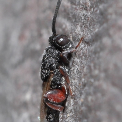 Chalcididae (family) (Unidentified chalcid wasp) at ANBG - 24 Jun 2020 by TimL