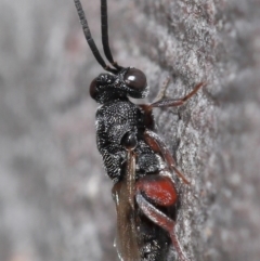 Chalcididae (family) at Hackett, ACT - 24 Jun 2020