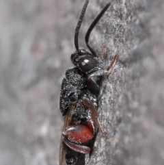 Chalcididae (family) at Hackett, ACT - 24 Jun 2020