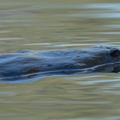 Ornithorhynchus anatinus (Platypus) at Jerrabomberra Wetlands - 25 Jun 2020 by Roger