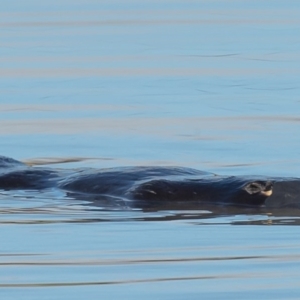 Ornithorhynchus anatinus at Fyshwick, ACT - 25 Jun 2020