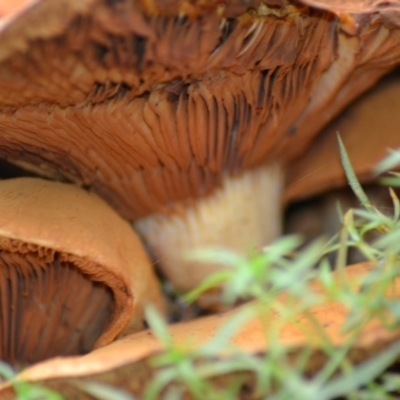 Gymnopilus junonius (Spectacular Rustgill) at Tidbinbilla Nature Reserve - 25 Jun 2020 by Bernadette