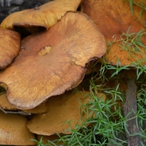 Gymnopilus junonius at Paddys River, ACT - 25 Jun 2020 10:52 AM